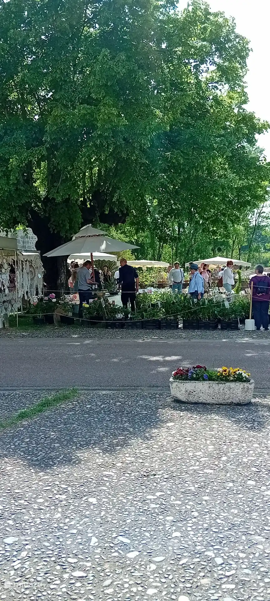 Blumenmarkt im Mai