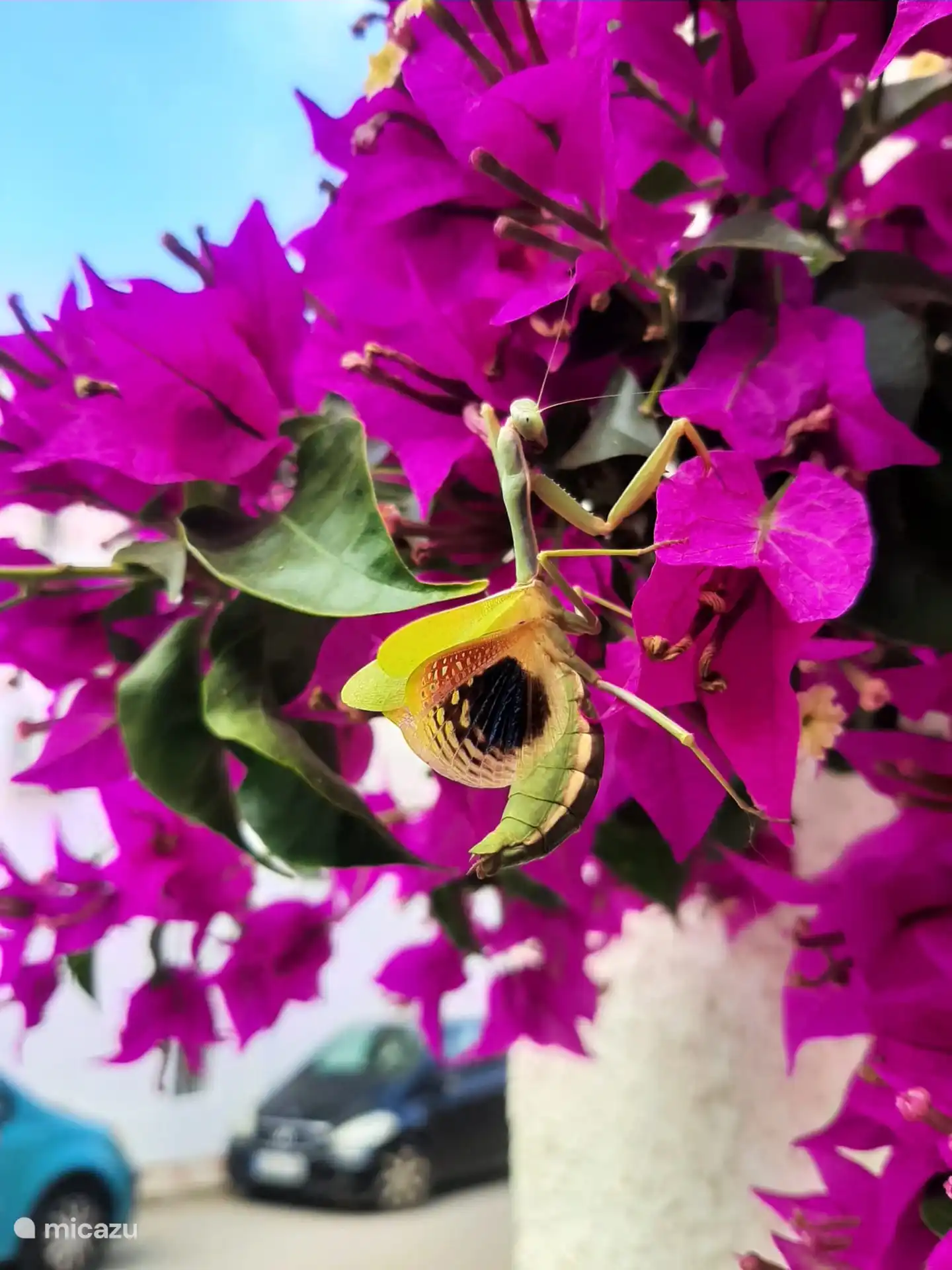Mante religieuse dans le jardin