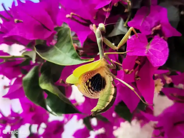 vakantiehuis huren in Spanje, Costa Blanca, Benidoleig – La Isabella Bidsprinkhaan in de tuin