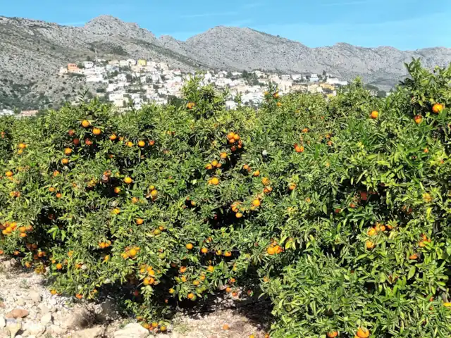 vakantiehuis huren in Spanje, Costa Blanca, Benidoleig – La Isabella Boomgaard