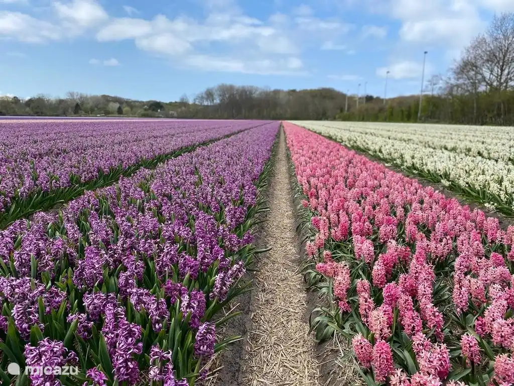 Im Frühling finden Sie in der Umgebung viele Blumenfelder mit schönen Farben und wunderbaren Düften.