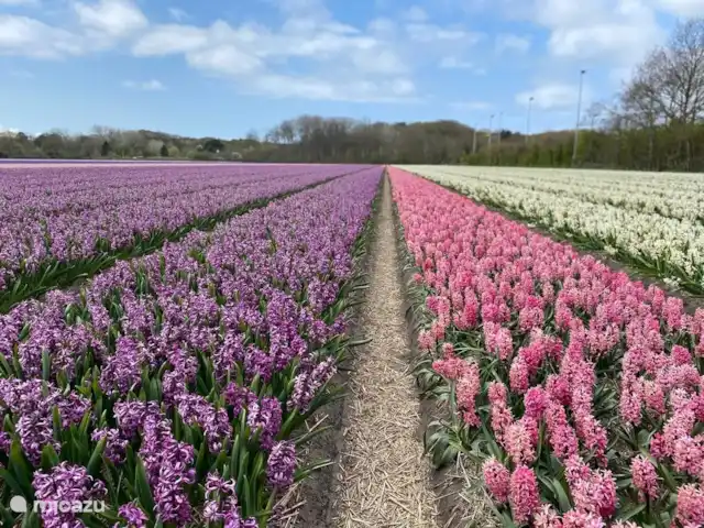 Plaisir ultime à Sint Maarten NH | Pays-Bas, Hollande du Nord, Saint Martin - maison de vacances Au printemps, vous trouverez de nombreux champs de fleurs dans la région, avec de belles couleurs et des parfums merveilleux.