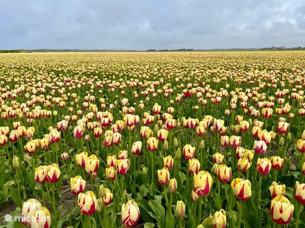 Im Frühling finden Sie in der Umgebung viele Blumenfelder mit schönen Farben und wunderbaren Düften.