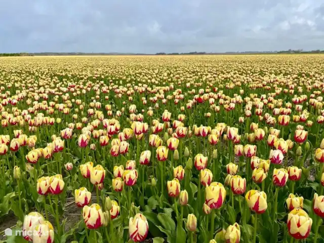 Plaisir ultime à Sint Maarten NH | Pays-Bas, Hollande du Nord, Saint Martin - maison de vacances Au printemps, vous trouverez de nombreux champs de fleurs dans la région, avec de belles couleurs et des parfums merveilleux.