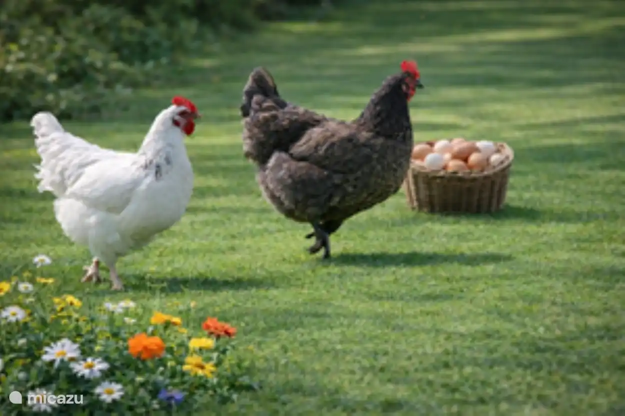 Misschien een vers eitje van onze kippen 