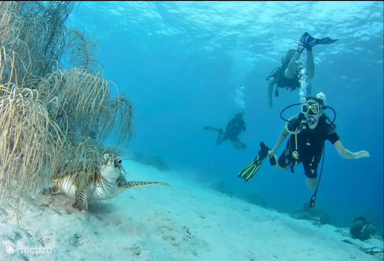 Tauchen und Schwimmen von Meeresschildkröten 