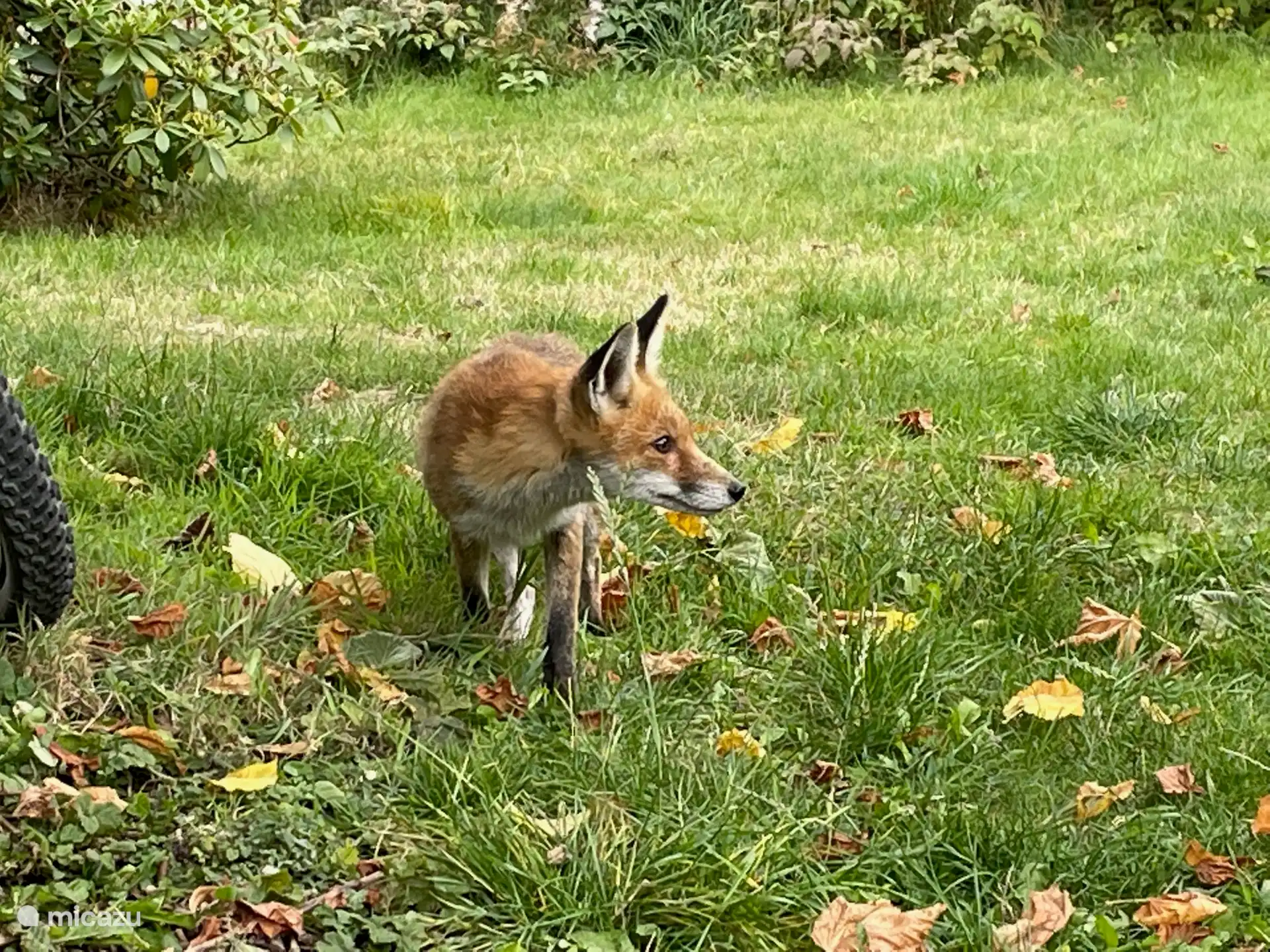 Besuch im Garten