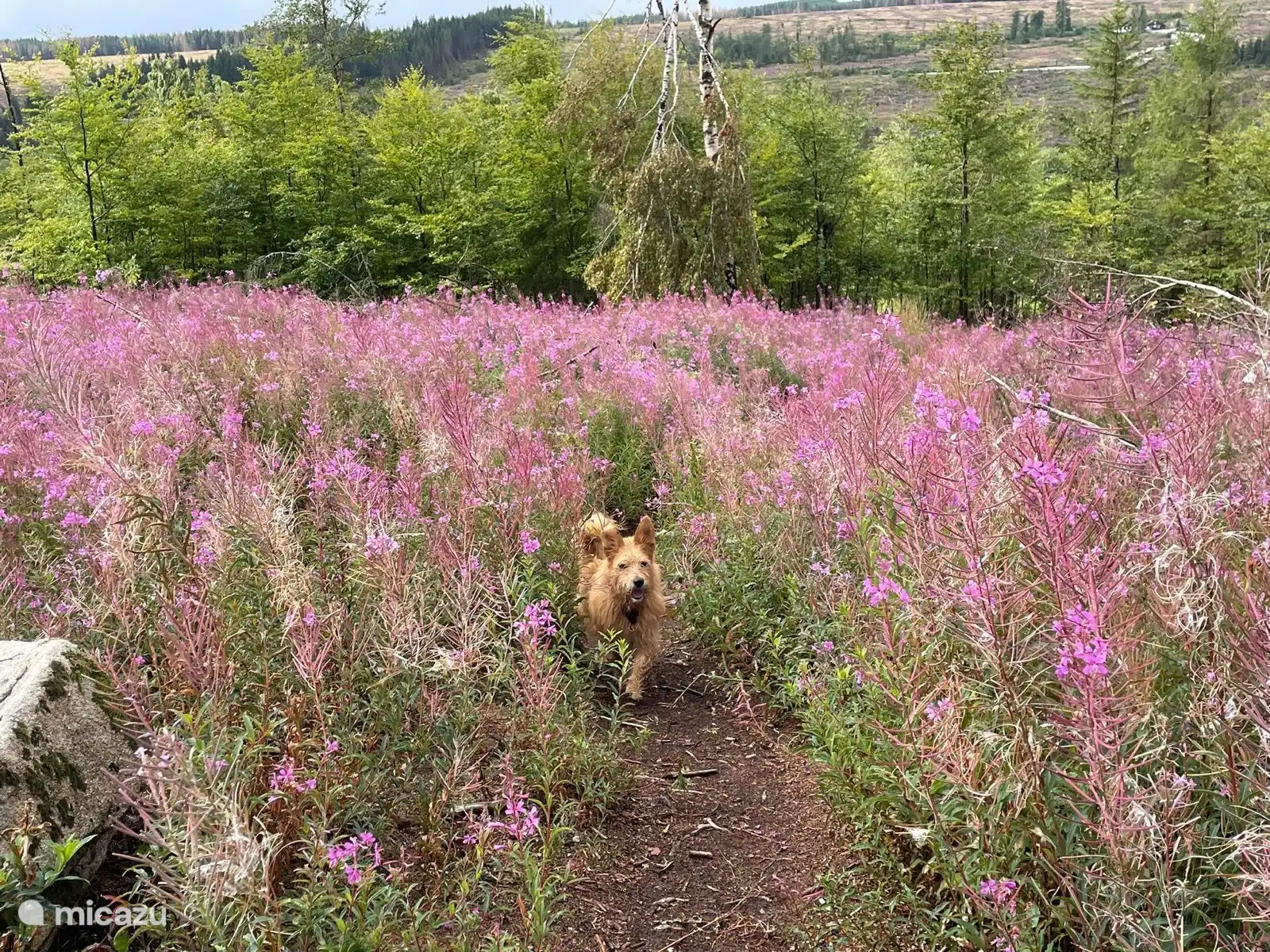 Bunte Vegetation im Frühling, Sommer und Herbst
