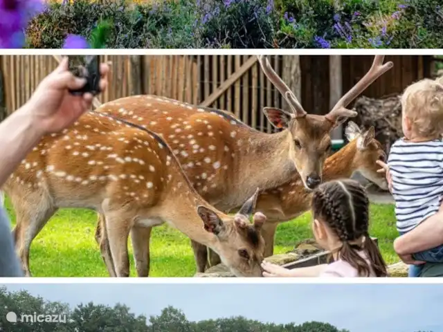 Location de Vacances Pays-Bas, Overijssel, Nutter, maison de vacances - Chalet forestier le Pic tacheté Environnement