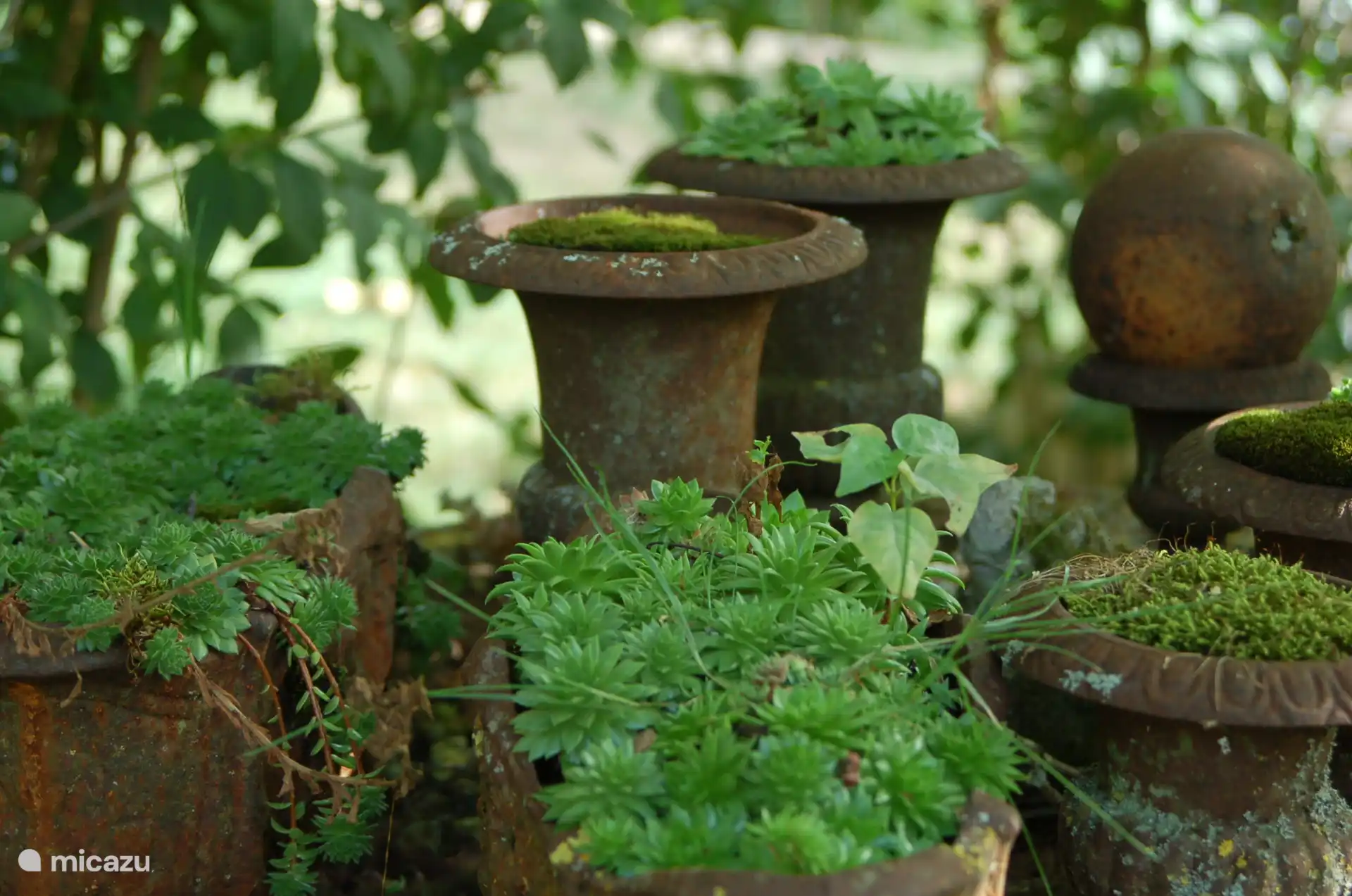 Atmosphere in the garden