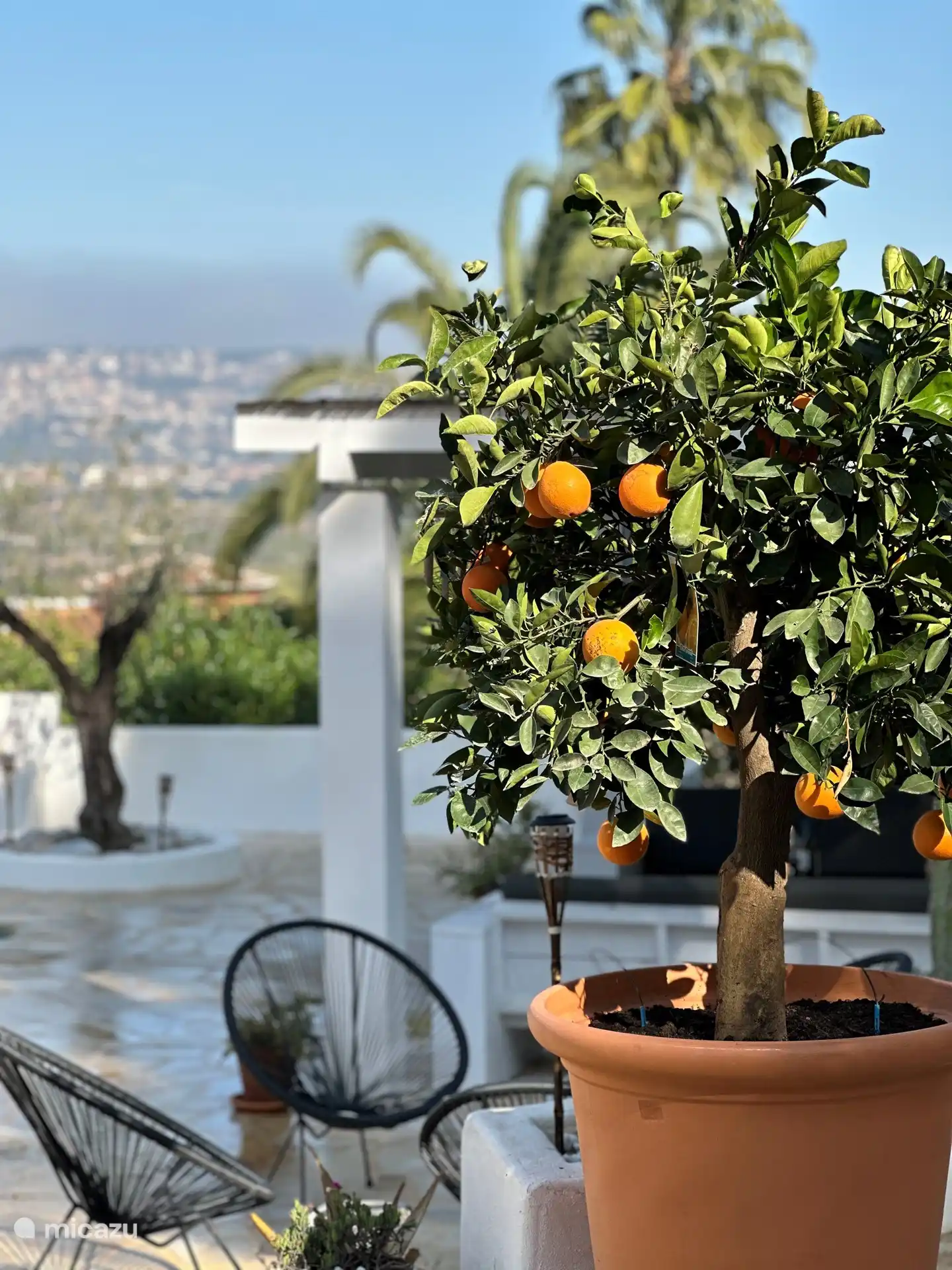 The orange tree in the garden.