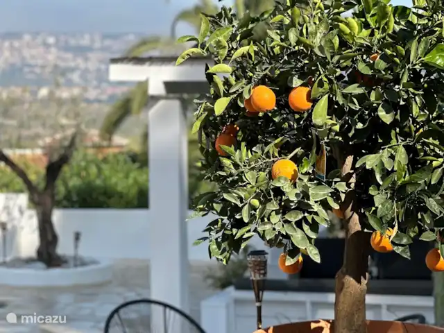 Casa Swart huren in Spanje, Costa Blanca, Jávea - vakantiehuis De sinaasappelboom in de tuin.