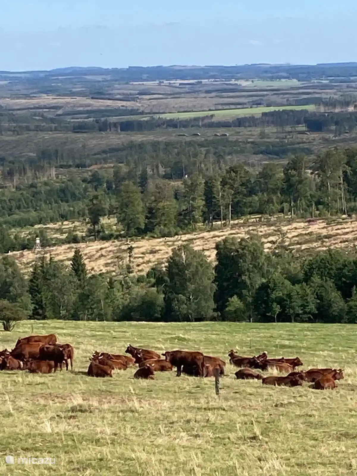 Die Harzer rot-weißen Kühe grasen in der Umgebung.