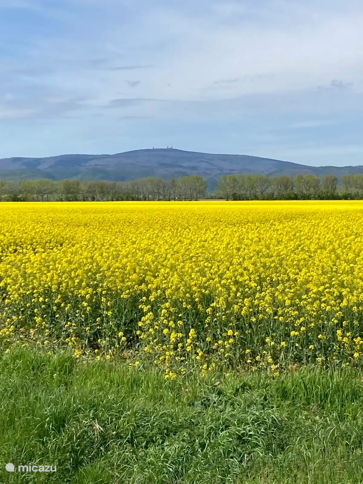 Das Harzvorland – mit Blick auf den Brocken – färbt sich im Mai mit Rapsfeldern in ein wunderschönes Gelb.