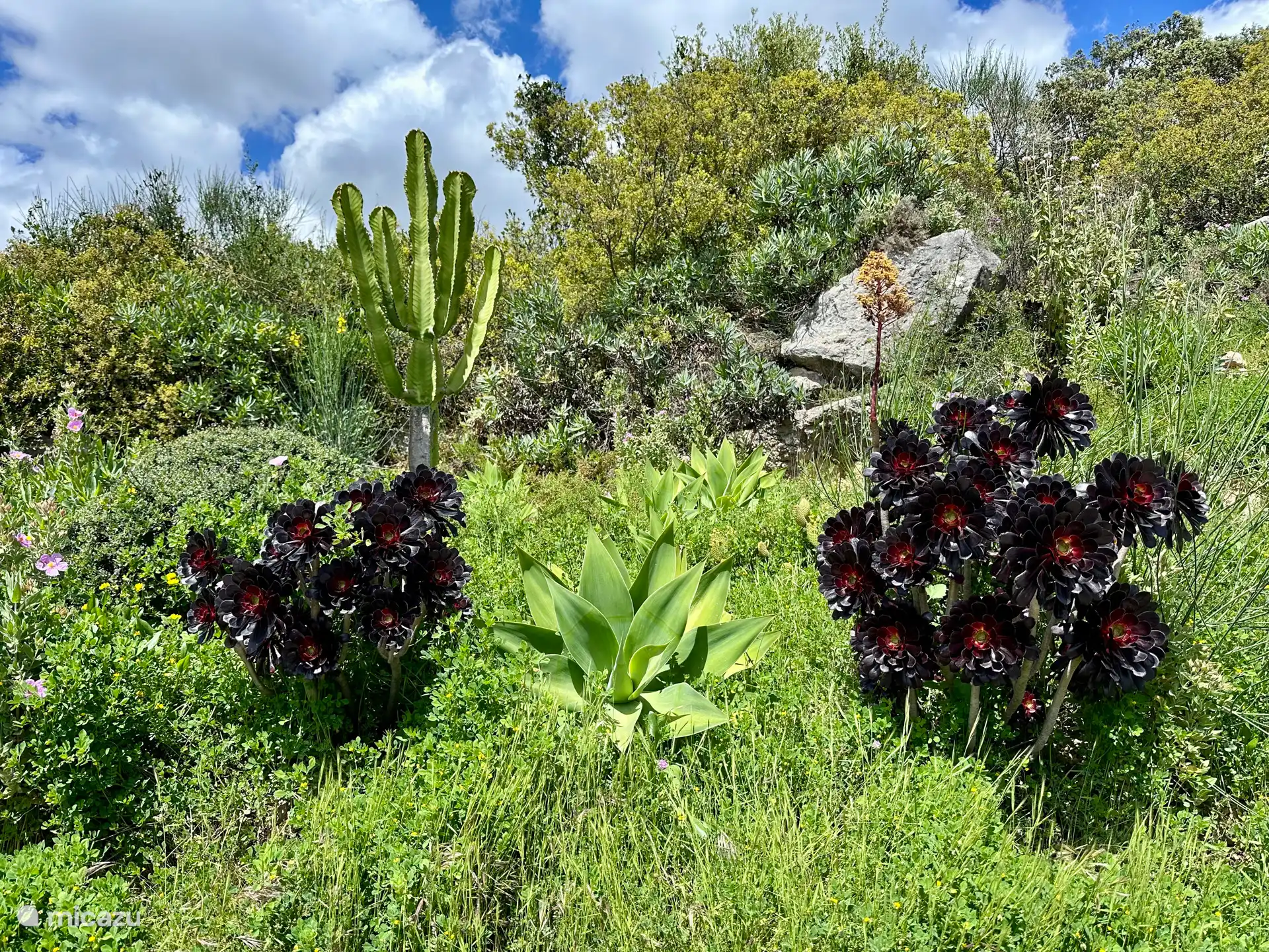 Bepflanzung an der Seite des Hauses.
