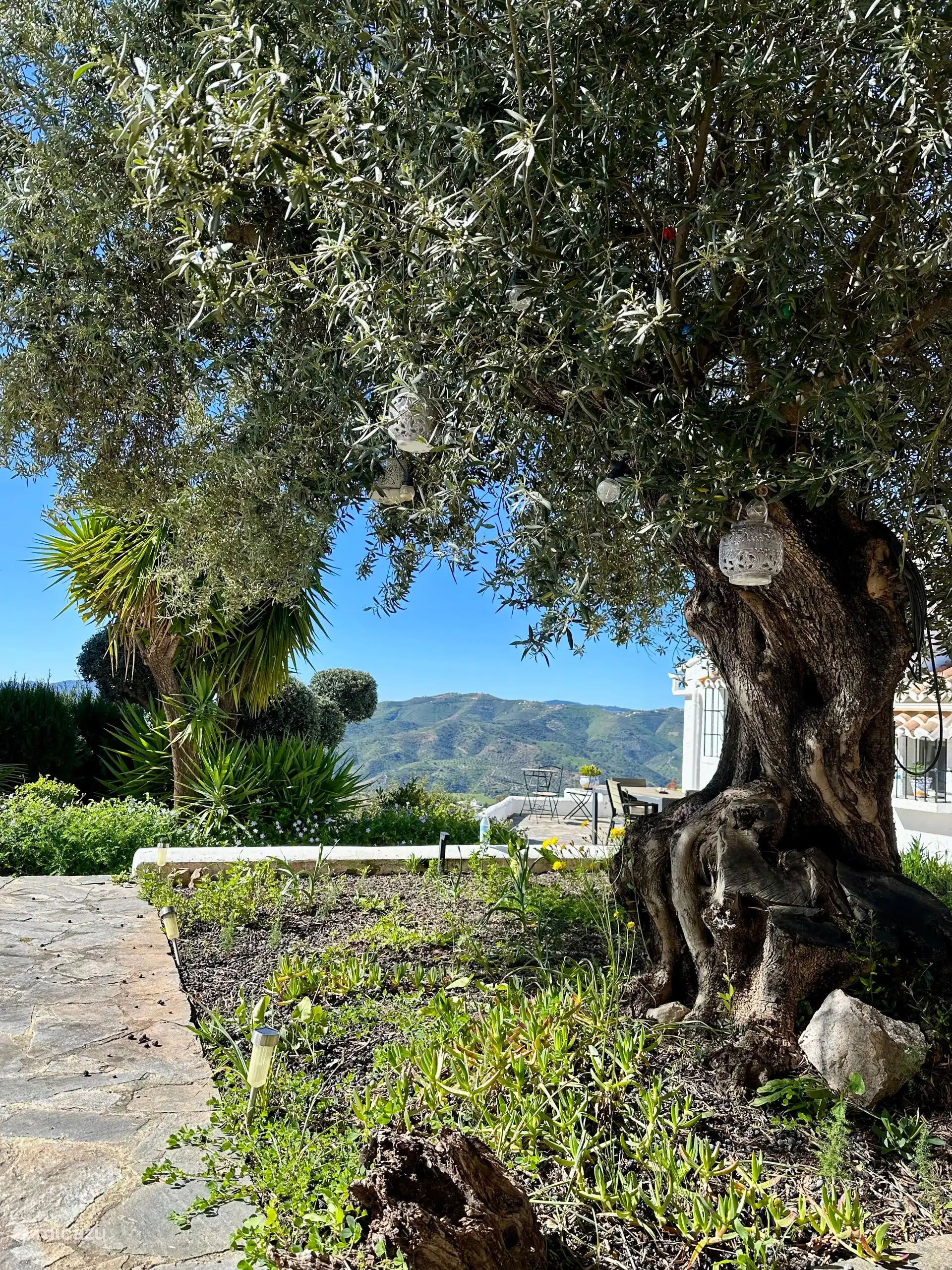 Der sehr alte Olivenbaum vor dem Haus.