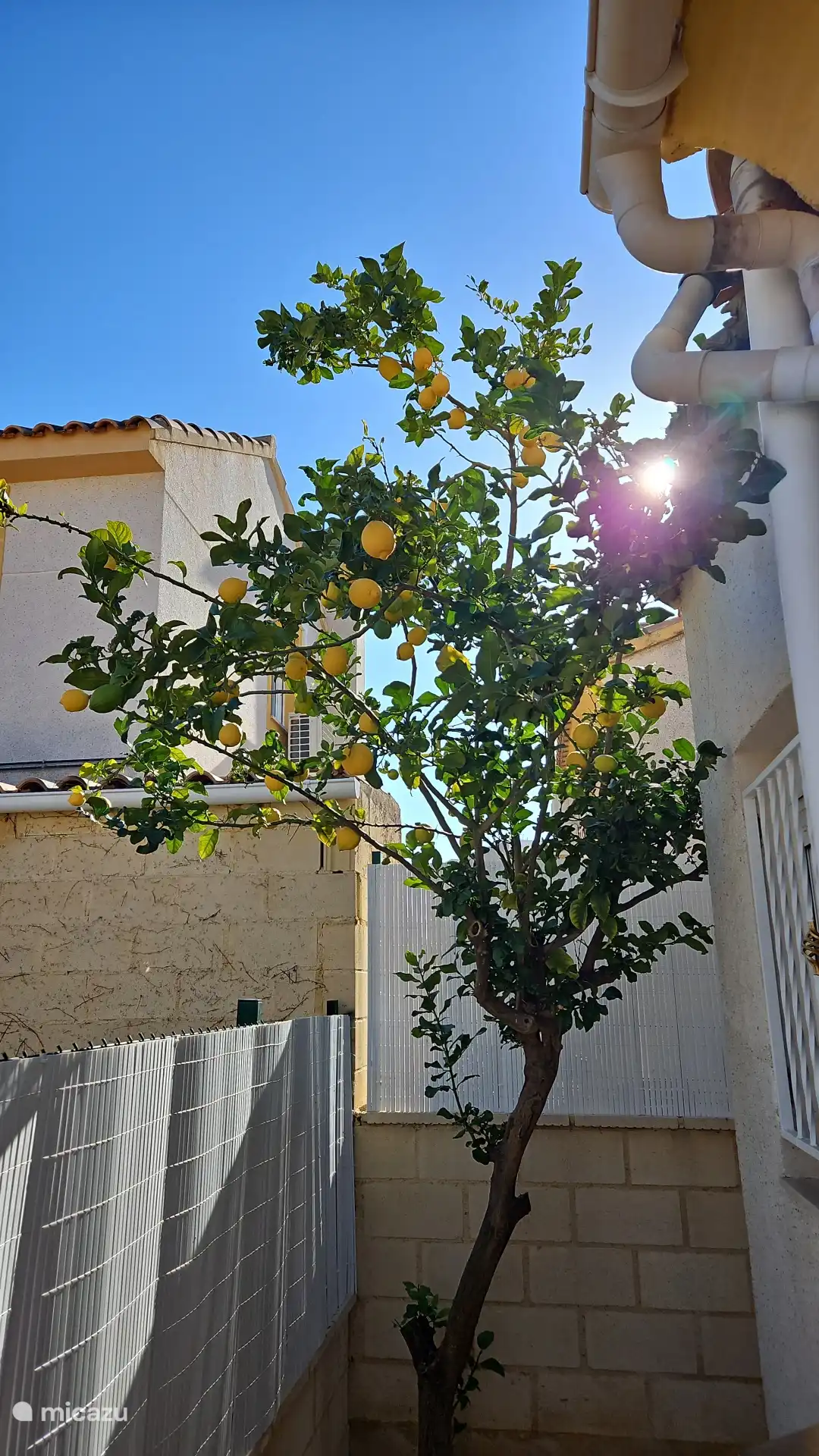Werden Sie die Zitronen auch dieses Jahr selbst von unserem Baum pflücken?