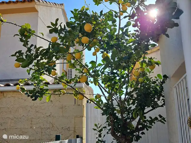 villa huren in Spanje, Costa Blanca, Polop – Casa Rita Blanca Plukt u dit jaar ook zelf de citroenen uit onze boom?