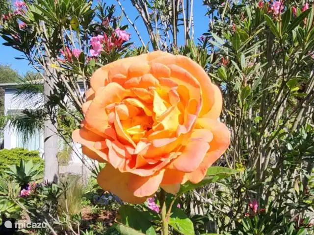 Location de Vacances Espagne, Costa Blanca, Jávea, villa - villa Amadeus roses parfumées