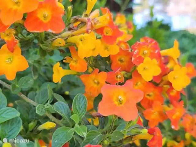 Location de Vacances Espagne, Costa Blanca, Jávea, villa - villa Amadeus fleurs