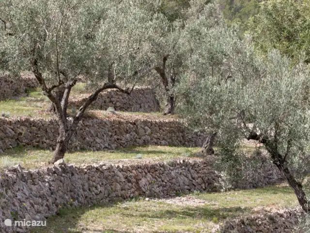 Villa Foia Vella : chambre Oliva  | Espagne, Costa Blanca, Benigembla - chambres d'hôtes L’oliveraie