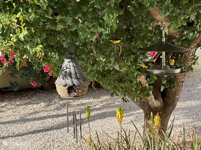 Villa Soleil  | Curaçao, Banda Ariba (est), Montaña Abou - villa Nos visiteurs quotidiens qui veulent toujours être nourris au sucre