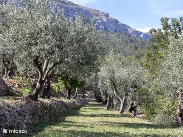 Villa Foia Vella : chambre Magnolia | Espagne, Costa Blanca, Benigembla - chambres d'hôtes L’oliveraie