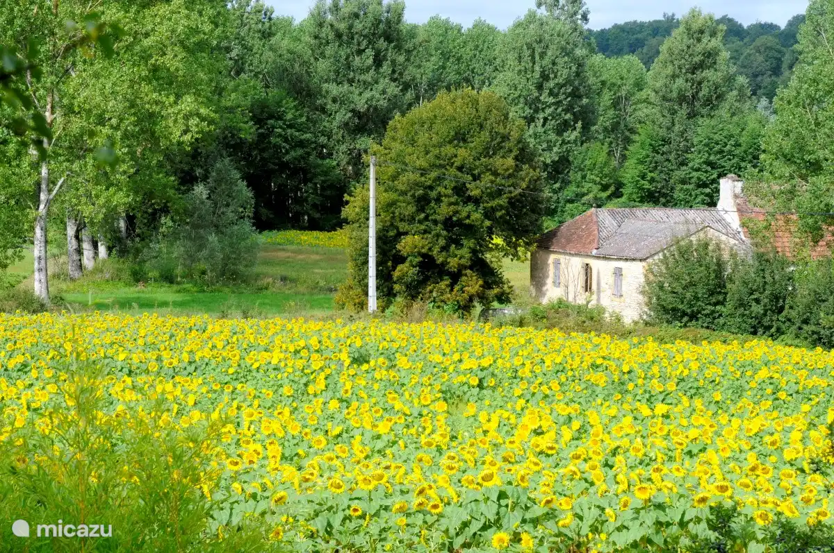 Un champ de tournesols