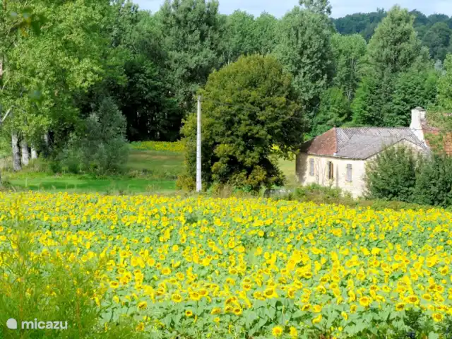 Margarita en Francia, Lot,  Salviac - casa vacacional Un campo de girasoles