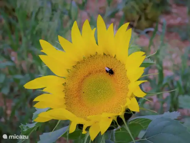 Margarita en Francia, Lot,  Salviac - casa vacacional Un girasol