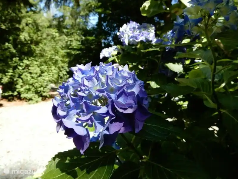 In einer wunderbar grünen Umgebung.