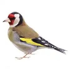 Goldfinch