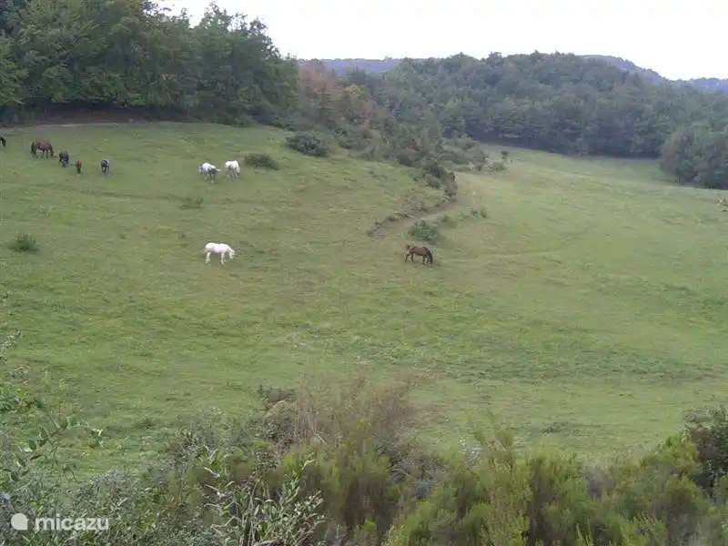 Die Pferde achten darauf, dass das Gras nicht zu hoch wird