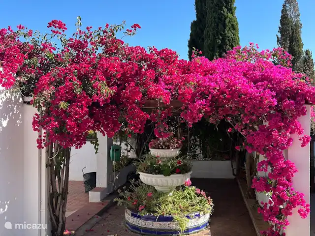 Finca Pipa | Espagne, Andalousie, Alhaurín el Grande - finca Jardin de cour avec fontaine de fleurs et bougainvilliers