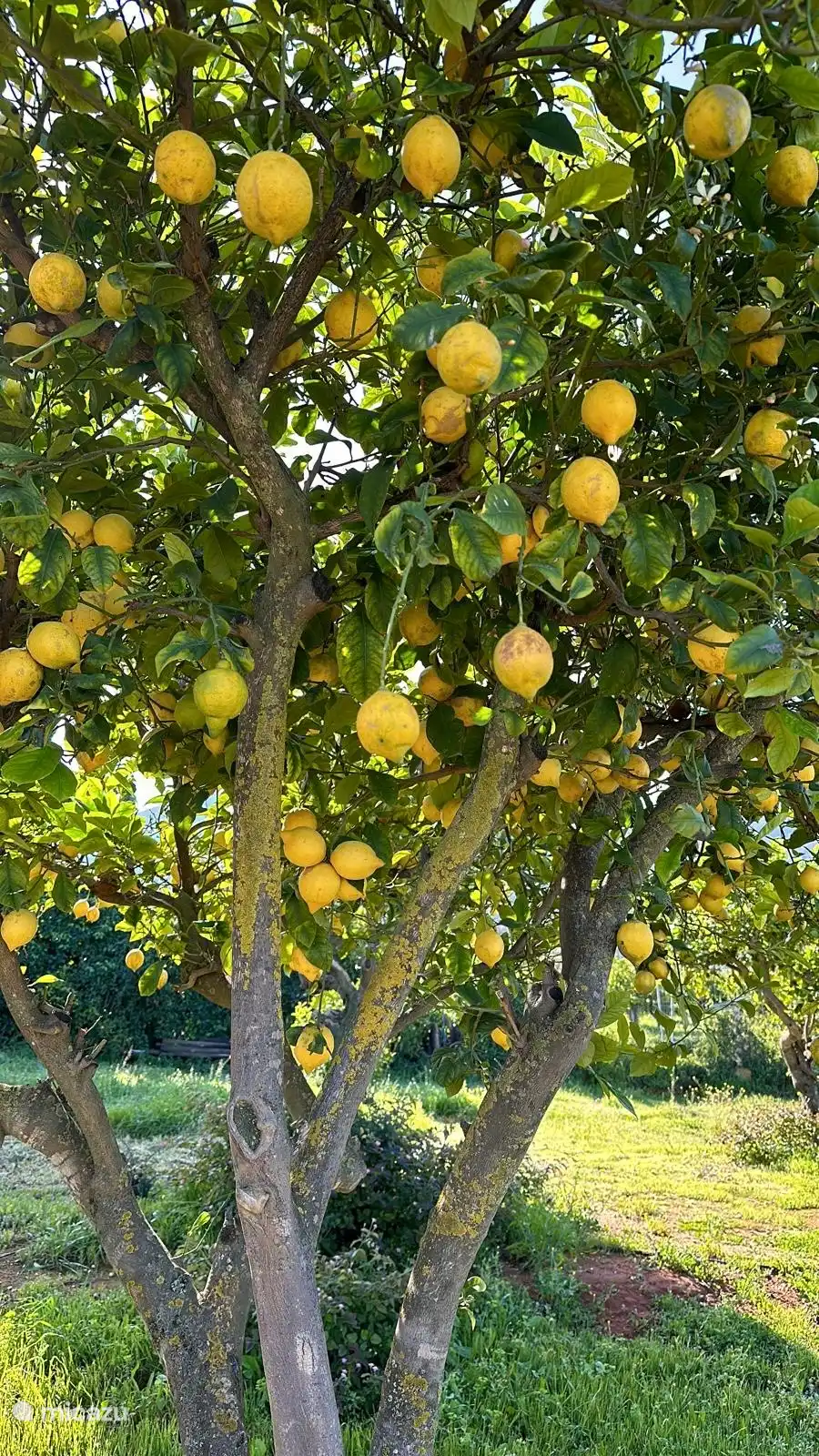 Lemons and oranges galore