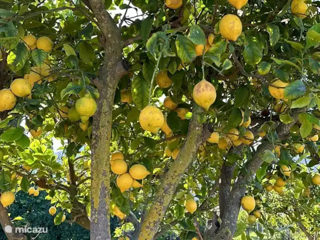 Finca Pipa | Espagne, Andalousie, Alhaurín el Grande - finca Citrons et oranges à profusion