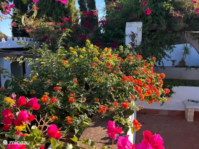 Finca Pipa | Espagne, Andalousie, Alhaurín el Grande - finca Splendeur florale sur l’une des nombreuses terrasses