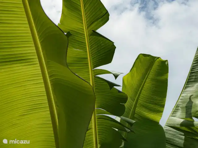 villa en Surinam, Paramaribo, Paramaribo – Villa Faya Lobi Jardín