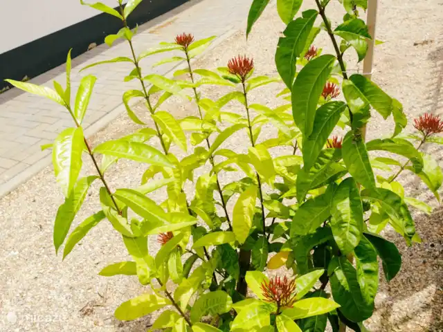 villa en Surinam, Paramaribo, Paramaribo – Villa Faya Lobi Jardín