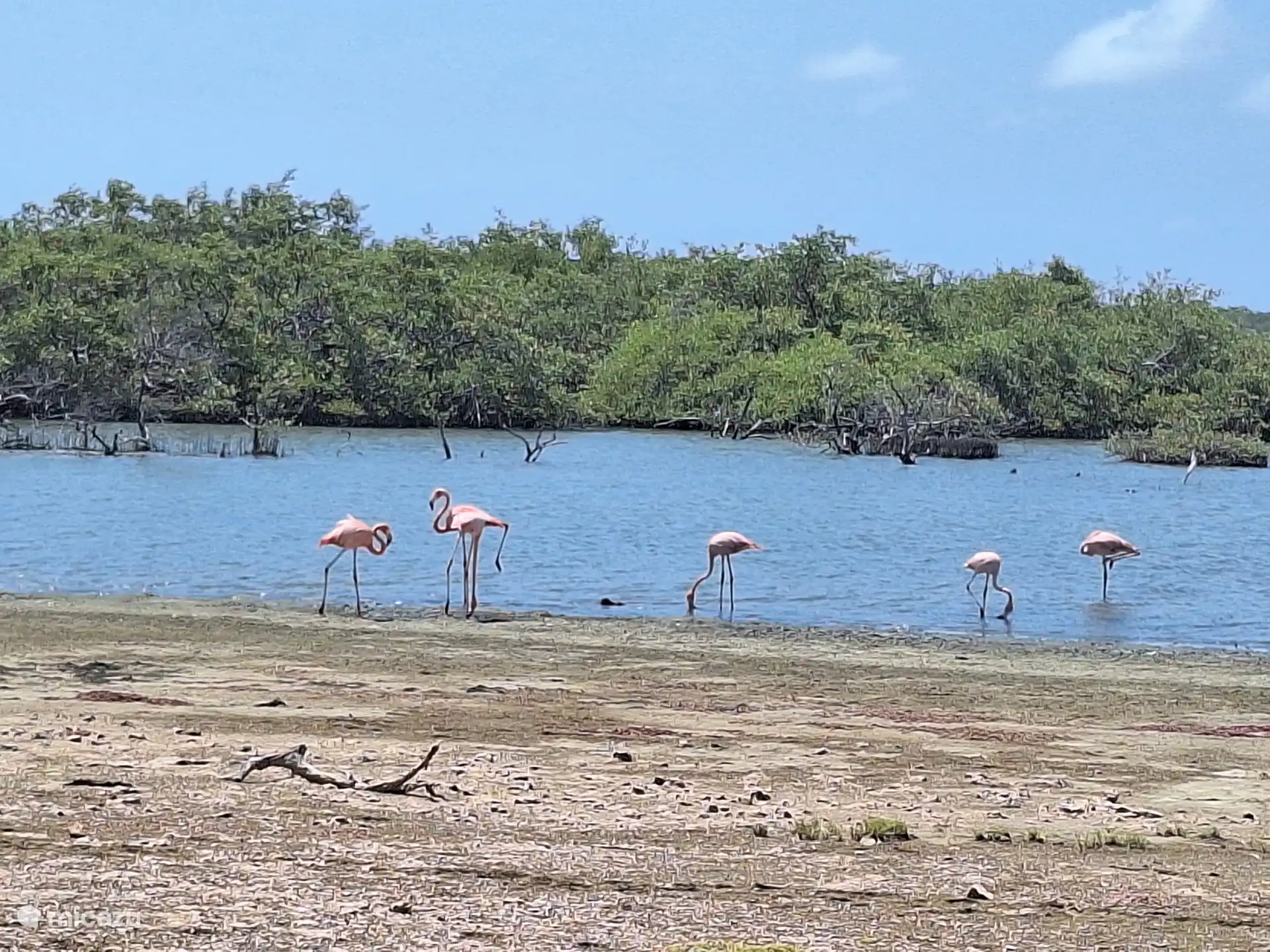 Flamingo's langs de weg naar Lac Bay en bij Goto meer.