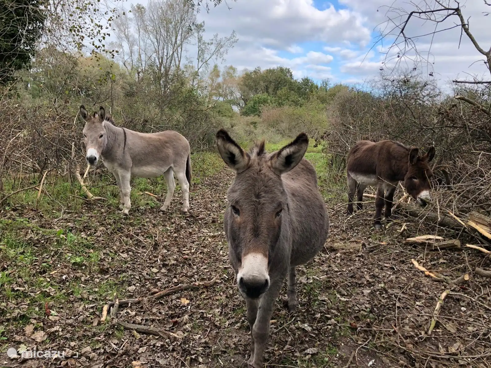 Ezels die vanuit de tuin te bekijken zijn