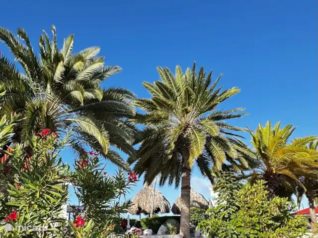 Casa Cees huren in Curaçao, Banda Ariba (oost), Santa Catharina - vakantiehuis Zicht naar het pooldeck. Santa Catharina resort heeft mooie verzorgde aanplanting.