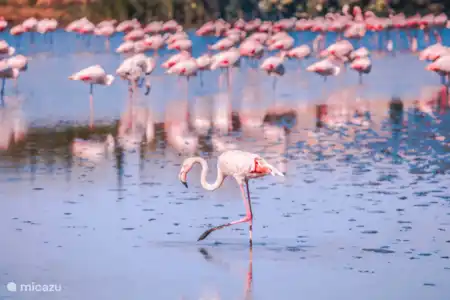 Mucho que hacer en Guardamar y sus alrededores.