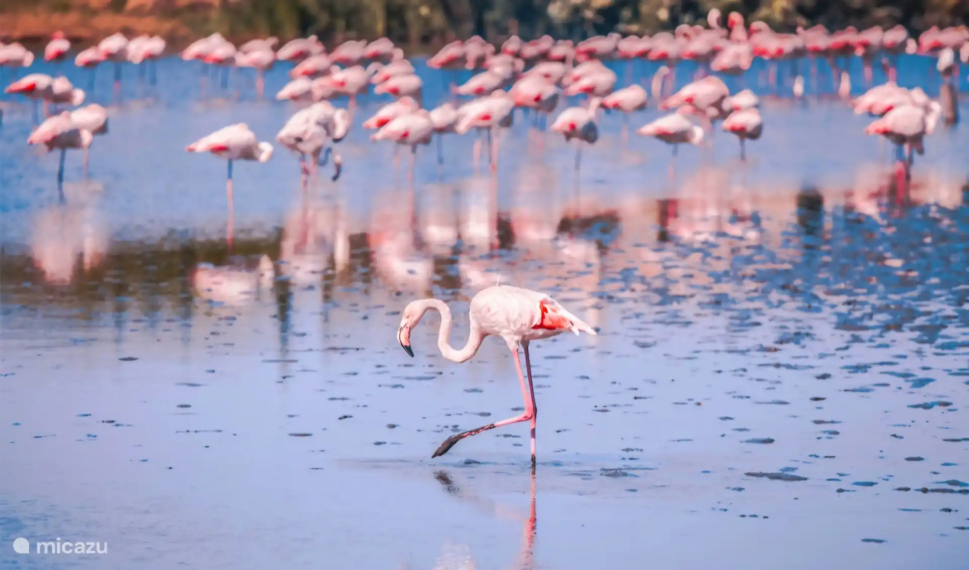 Die Flamingos sind oft an den Salzseen zu sehen.