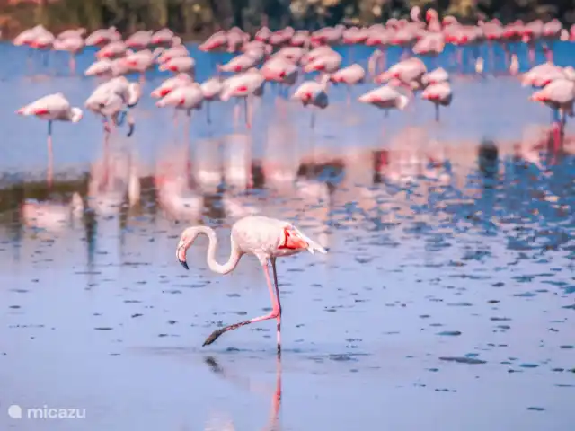 Location de Vacances Espagne, Costa Blanca, Guardamar del Segura, appartement - Appartement abordable Marjal Beach Les flamants roses peuvent souvent être vus dans les lacs salés.