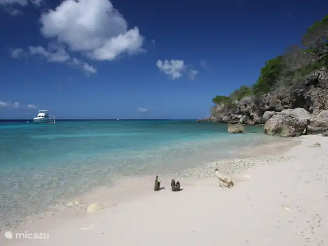 Boutique Studio Brisa - Seru Coral | Curaçao, Curaçao-Centre, Partisan du corail - studio Playa Kalki - Curaçao