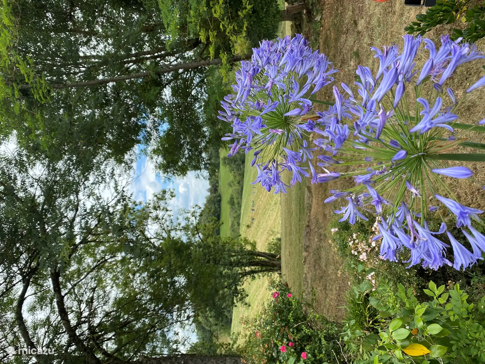 Stimmungsvoller Fotogarten