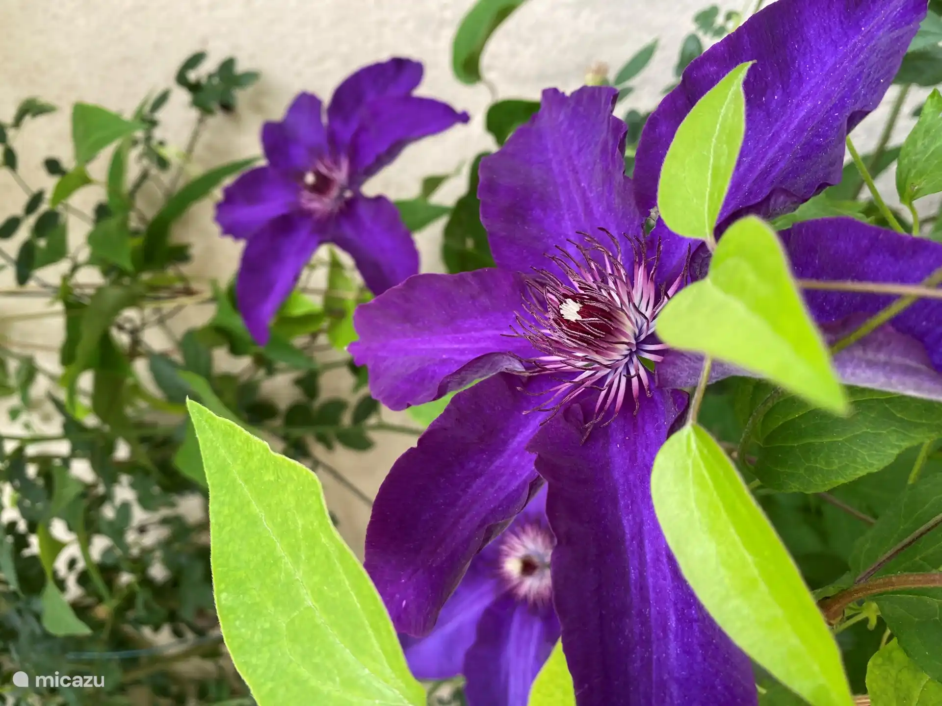 Clematis am Lounge-Set Pool