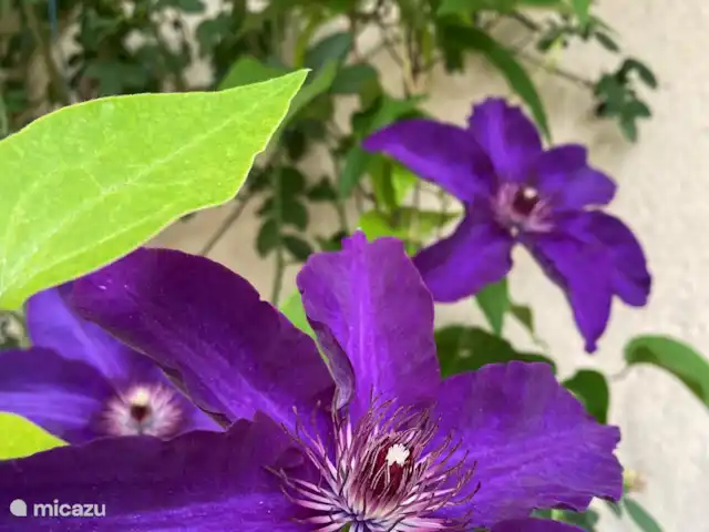 A Soulas huren in Frankrijk, Gers, Armous-et-Cau  - villa clematis bij loungeset zwembad