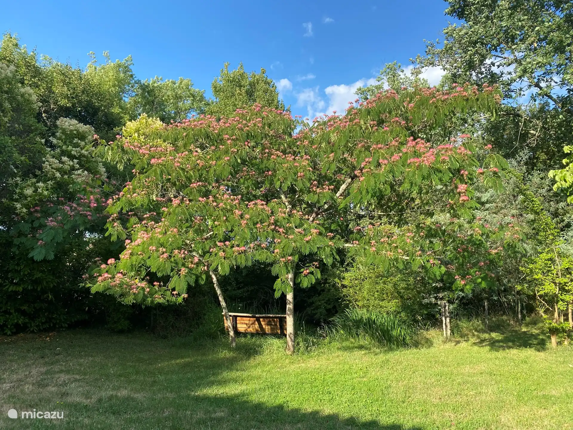 Blühender Baum am Teich